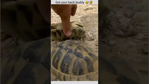 Helping hands..🐢💪