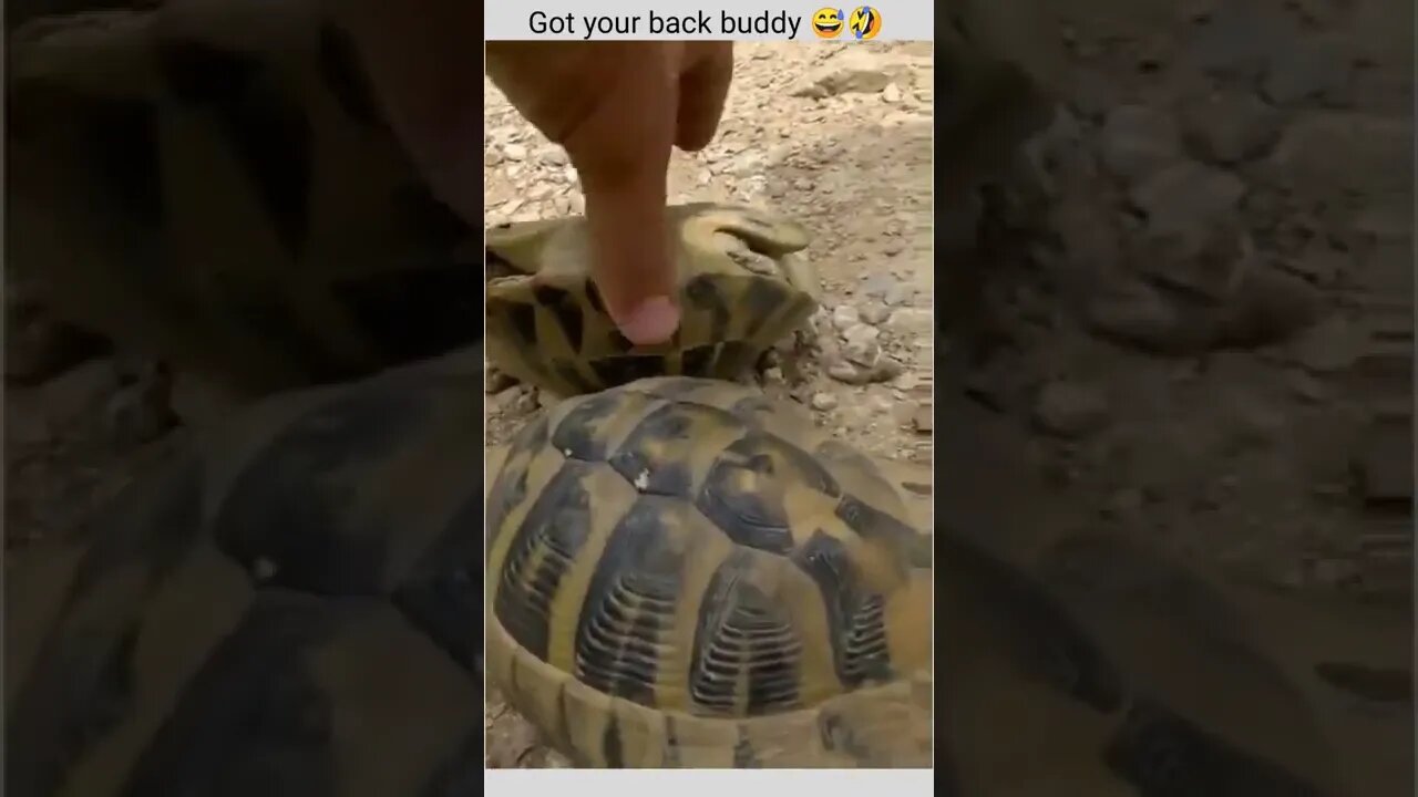 Helping hands..🐢💪