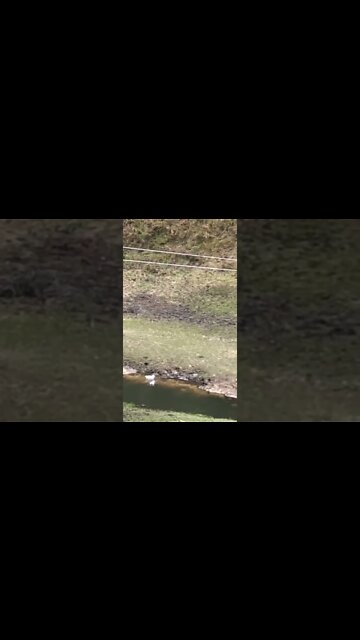Geese first swim in the creek!