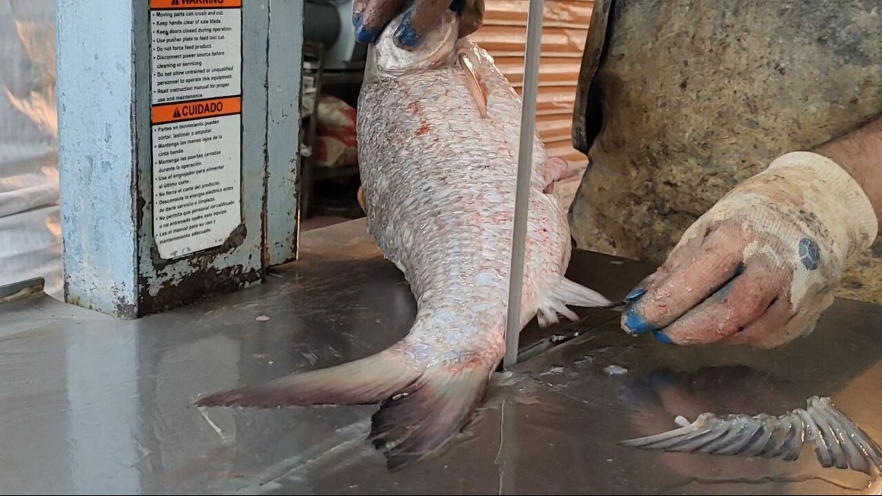 Giant Rohu Fish Cutting By Fish Cutter Boss On Machine In Market