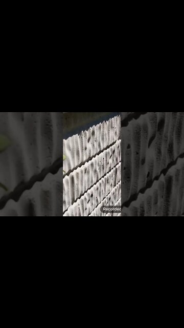 THE BUG UPRISING HAS BEGUN!