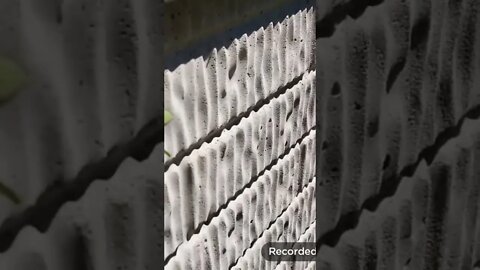 THE BUG UPRISING HAS BEGUN!