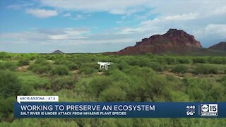 Drones and A.I. hunting down invasive plants at Salt River