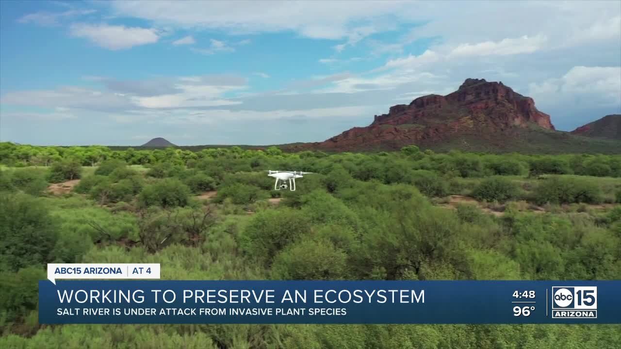 Drones and A.I. hunting down invasive plants at Salt River