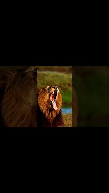 Attitude #shorts #subscribe #whatsappstatus #funny #motivation