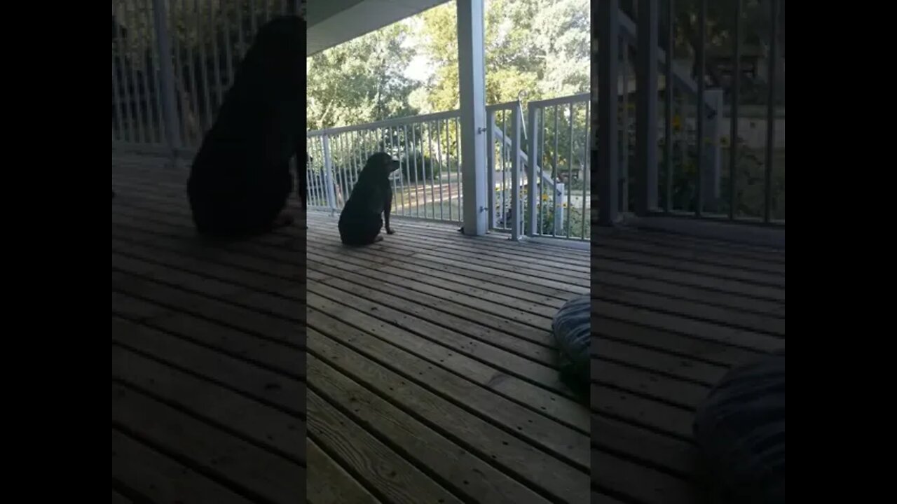 Rottweiler Guarding House#Shorts #rottweiler๐๐๐๐