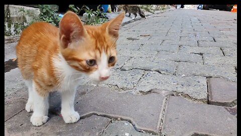funny street kittens eating food and playing