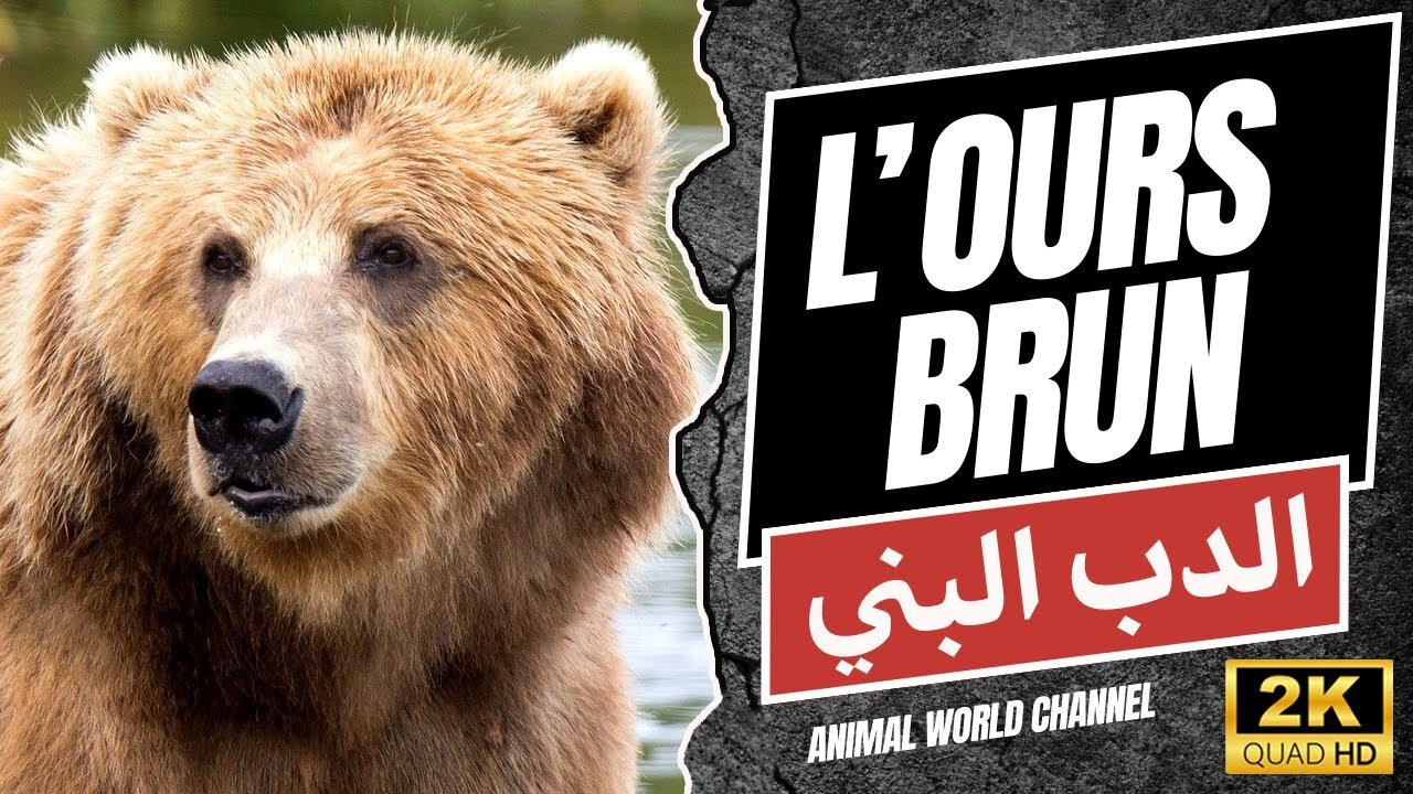 L'Ours Brun, le plus grand des ours