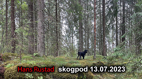 Skogpod 13. juli 2023