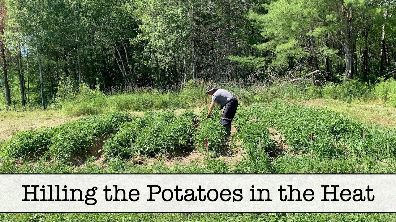 Hilling the Potatoes July 26, 2020