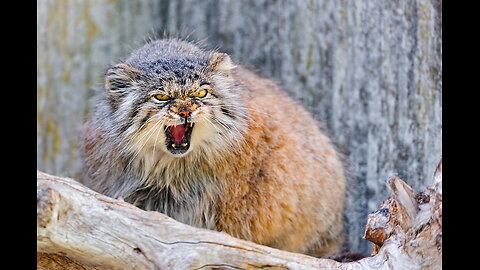 Pallas Cat