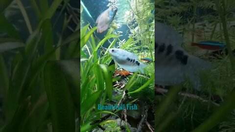 beautiful fish aquarium #shorts #fishaquarium