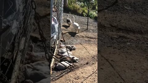 Baby guinea fowl all in a row sun bathing