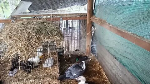 Black Duck ( Wild Duck) got in the night pen with the ducks and chickens last night