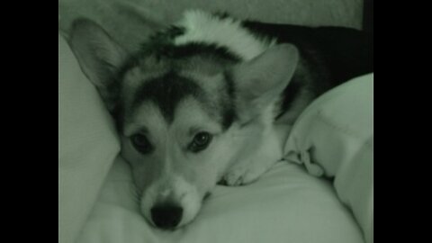 Sasha The Dog