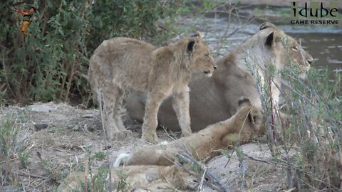 Daughters Of The Mapogo Lions - Rebuilding The Othawa Pride - 101: Watching Elephants