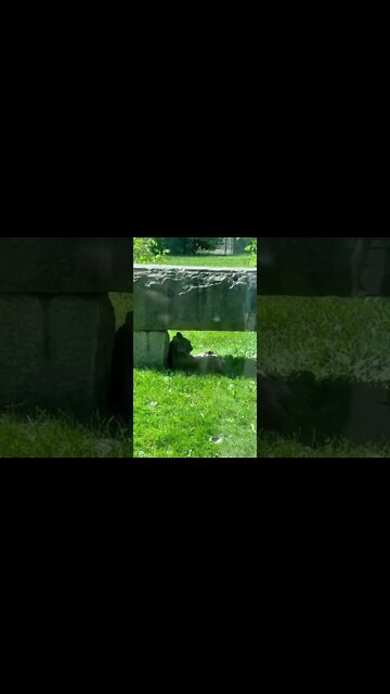 A cougar relaxing in the shade