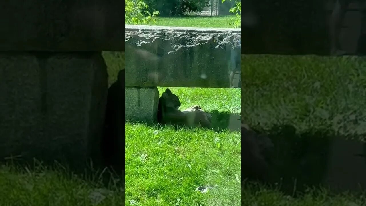 A cougar relaxing in the shade