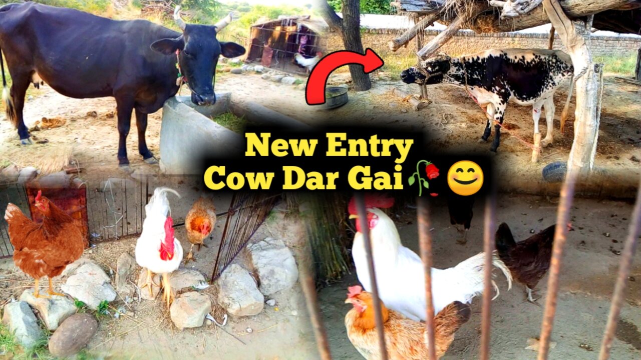 Cow Dar Gai 🤫New Entry in My Mini Zoo😍 |Mubashir Pets Routi