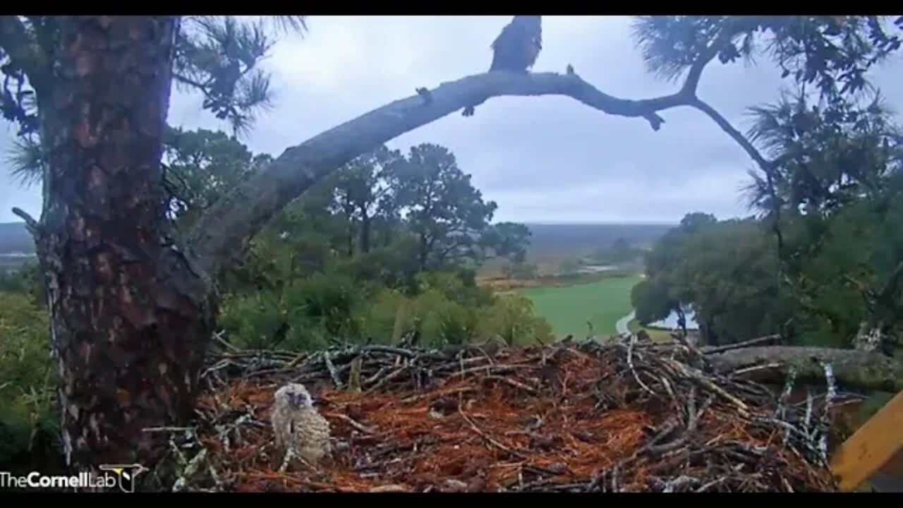 Mom's Early Morning Break-Leave & Return 🦉 3/10/22 05:23