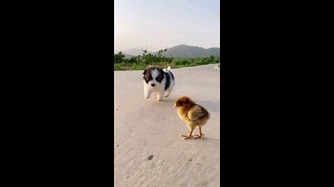 डोग