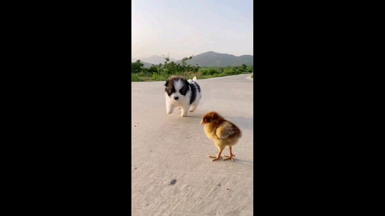 डोग