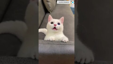 cute cat videos 😹 funny videos 😂 505 😻