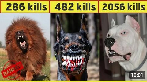 10 most dangerous dogs breeds in the world