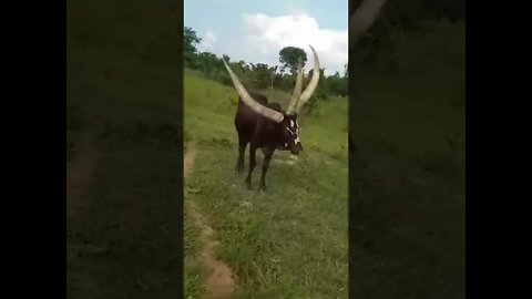 3 horned Bull or Cow found in Uganda