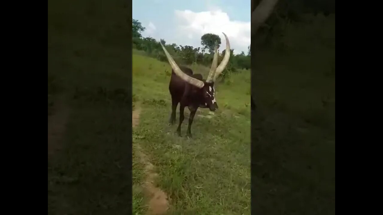 3 horned Bull or Cow found in Uganda