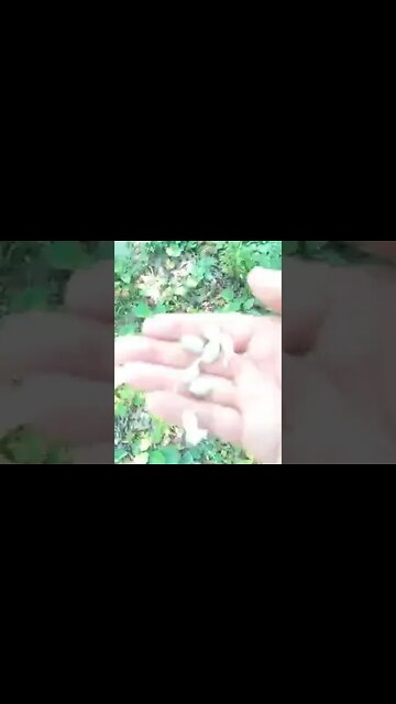 What is edible part 1 Goldenrod?