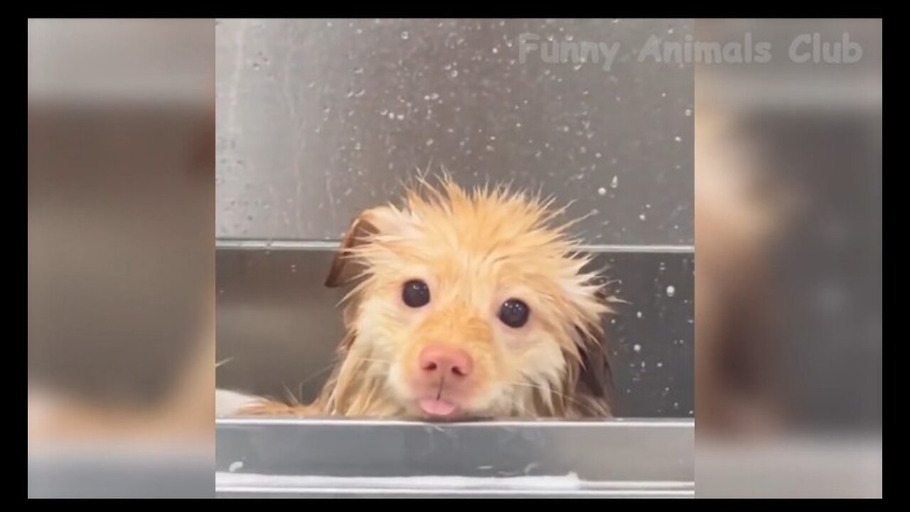 Funny animals video | Try not to laugh | 🤣