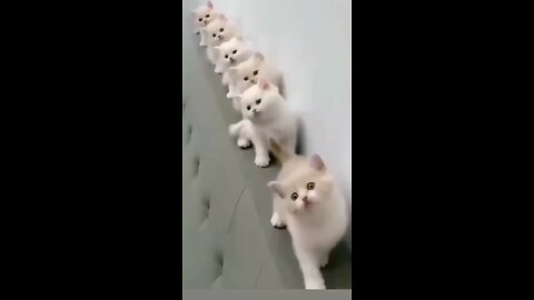 Cute cats