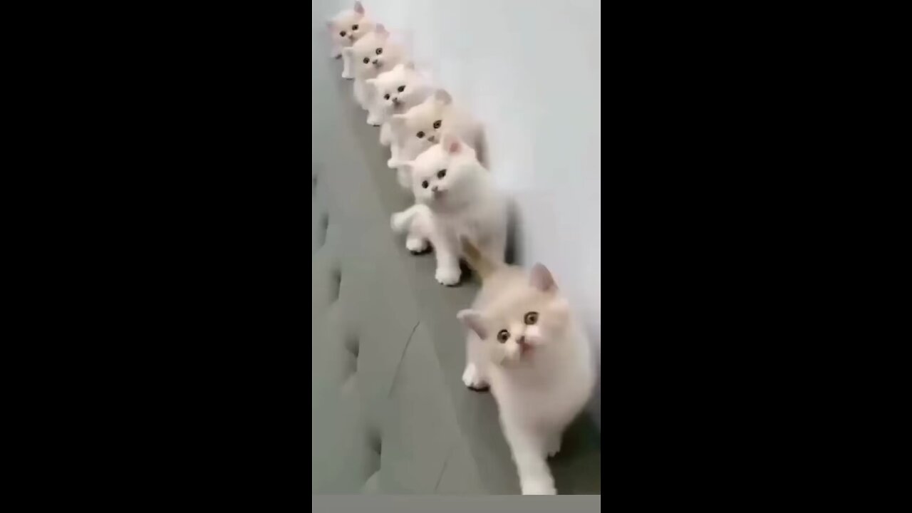 Cute cats