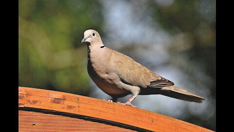 Bird Dove Feathers Brown Plumage Animal