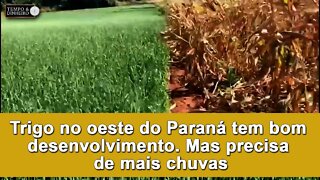 Trigo no oeste do Paraná tem bom desenvolvimento. Mas precisa de mais chuvas