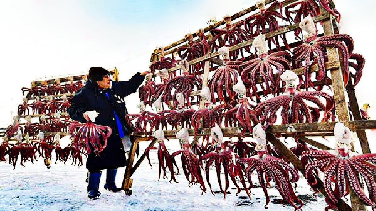 How Japanese Fishing Octopus Using Pots and Processing Thousands Octopus Per Hour in Factory