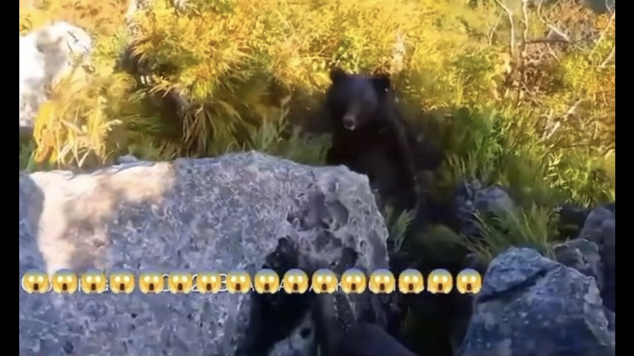 Bear attacks Climber 🐻🐻🐻🤯🤯🤯🫣🫣🫣