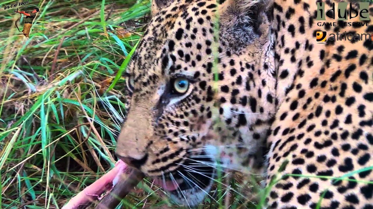 Leopard Feeding