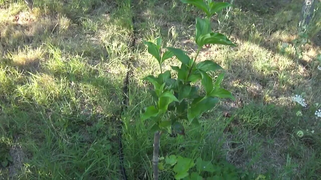 Successful chip bud grafting with dormant bud, in small Cornus Mas, August 15, 2022 (P6)