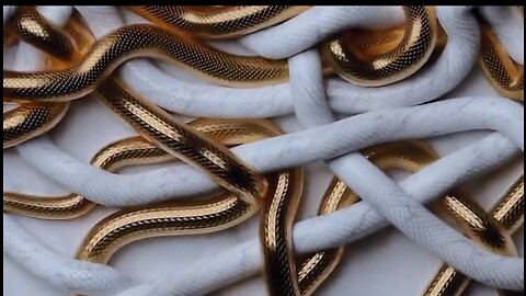 Amazing gold snakes 😱😱