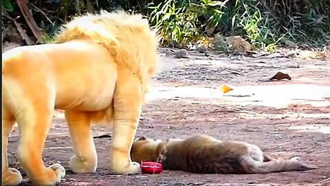 "Street Dog's Hilarious Encounter with a Phony Lion Doll"