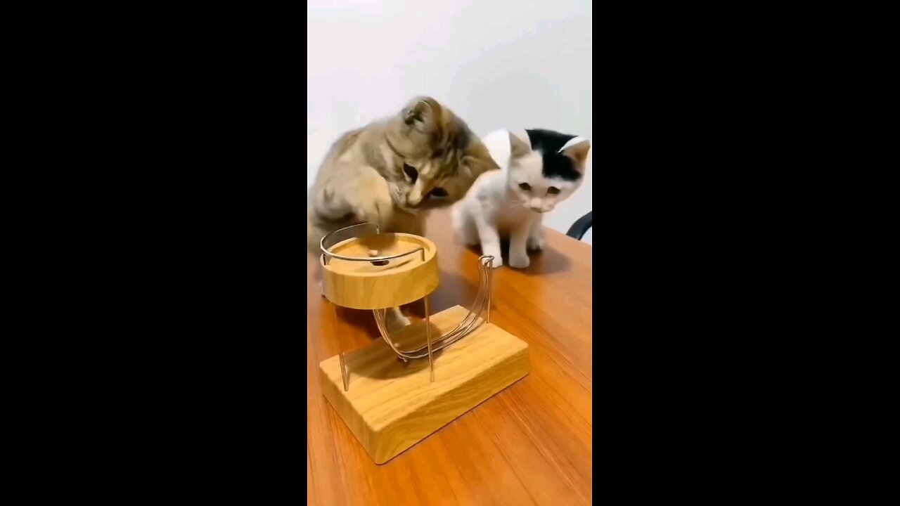 Funny and Cute Cats😹