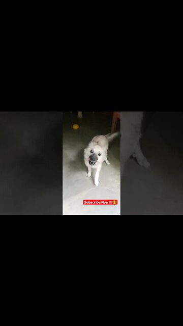 puppy crying😭 | puppy sound | puppy cute barking