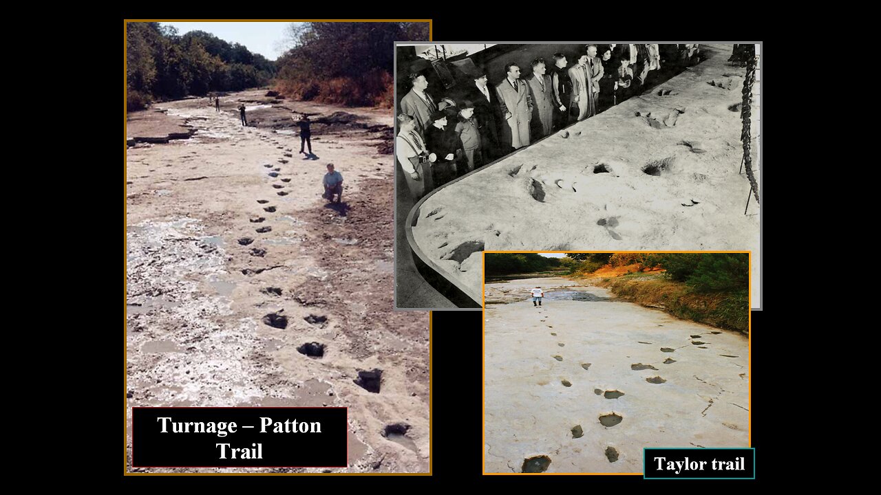 Fossil Dinosaur Tracks