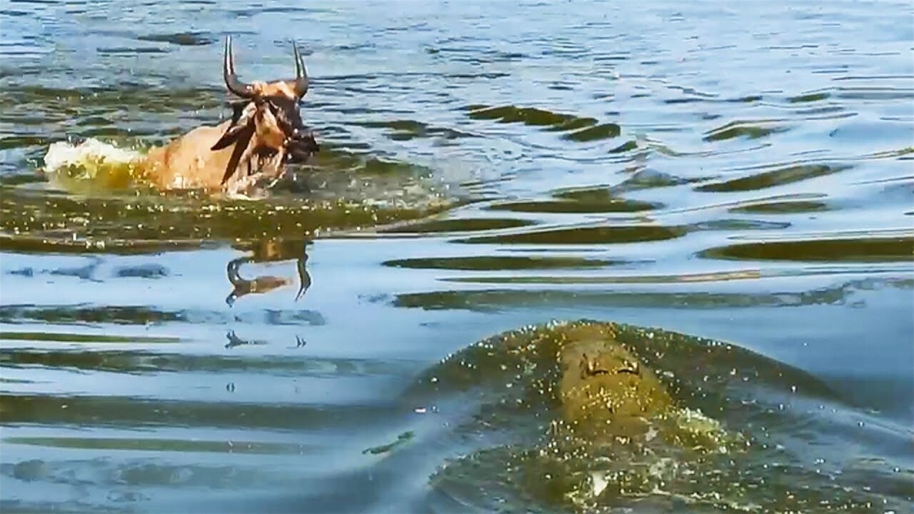 Wildebeest Escapes Small Croc to Swim into Jaws of Monster Crocodile