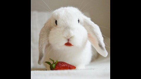 Cute rabbit Eating