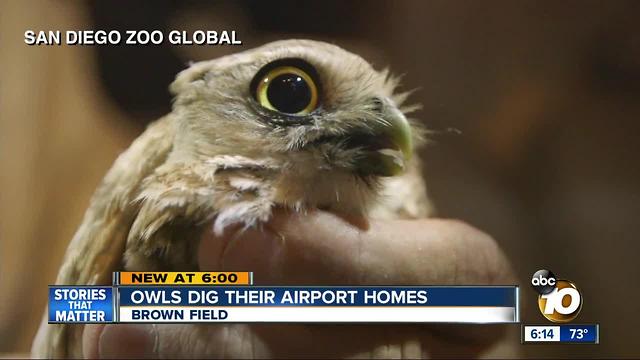 Owls dig their airport homes