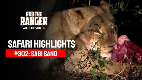 Safari Highlights #302: 31 Oct - 02 Nov 2014 | Sabi Sand Nature Reserve | Latest Wildlife Sightings