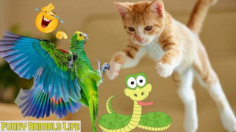 FUNNIEST ANIMALS 😹 Funny Animal Videos Compilation🤣🤣🤣🤣